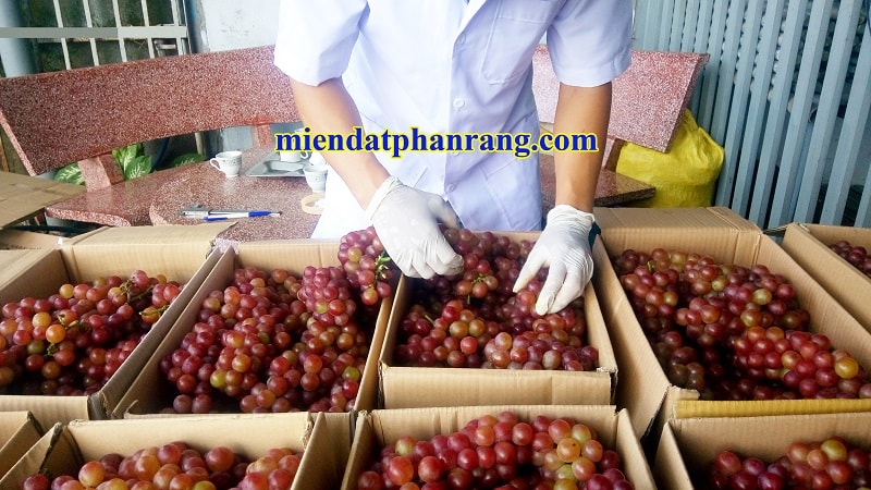 kiem tra nho pha nrang truoc khi say